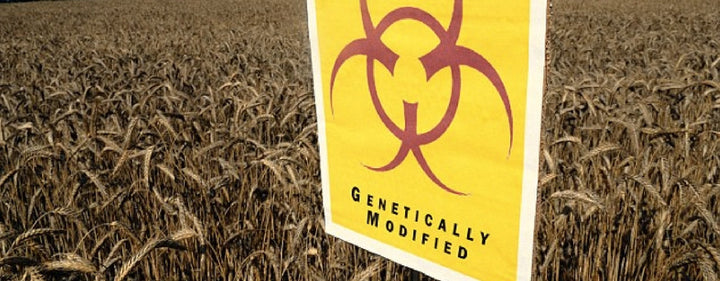 How Worried Should You Actually Be About Eating GMOs?